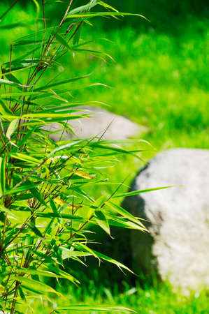 branches of green bamboo on a background stoneの写真素材
