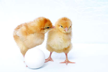 A cute kissの写真素材