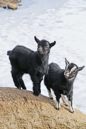nice small goat; on snow backgroundの写真素材