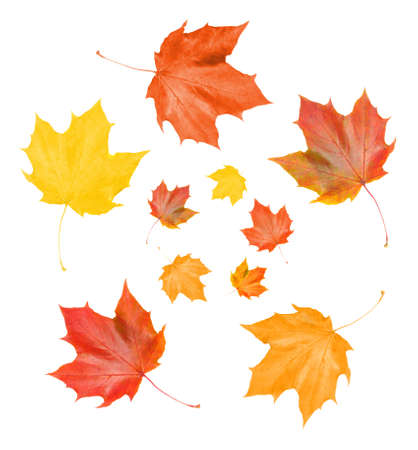 maple fall leaves on white backgroundsの写真素材