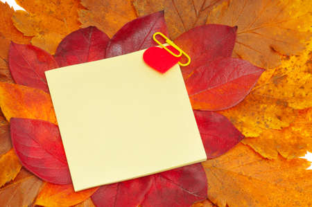 record chart on fall leafs, isolated on white background の写真素材