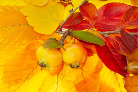 two apples on red and yellow leafs backgroundの写真素材