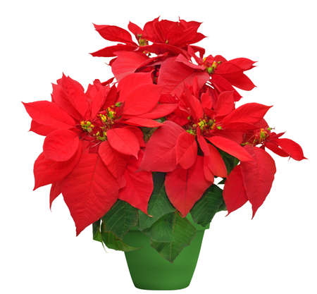 beautiful poinsettia. red christmas flower in green flowerpot on white backgroundの写真素材