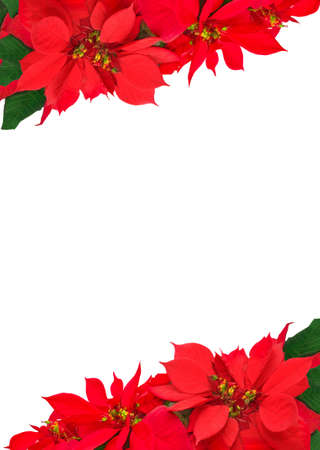 christmas frame from poinsettias isolated on white の写真素材