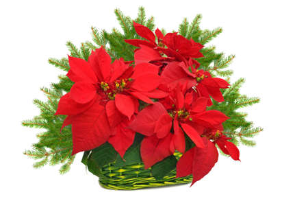 green basket with poinsettia. red christmas flower and christmas tree branch on white background の写真素材