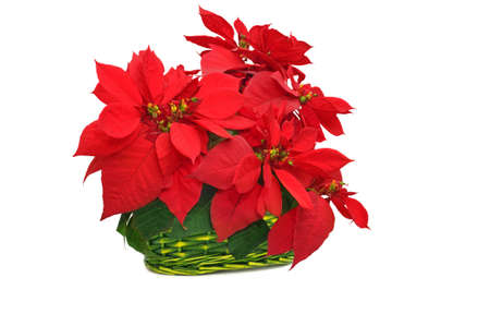 green basket with poinsettia. red christmas flower on white background の写真素材