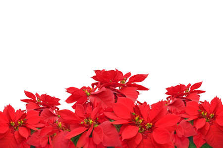 group of Christmas red poinsettia plants on white backgroundの写真素材