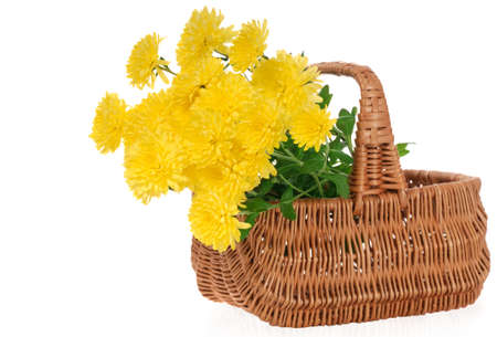 yellow chrysanthemums in basket isolated on white background の写真素材