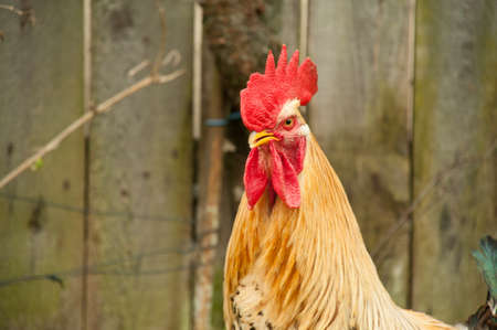 Red Rooster comb against the background of the fence. Close-up portraitの写真素材