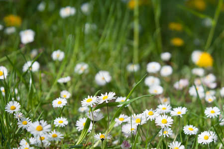 Flowers of daisies in a green meadow backgroundの写真素材