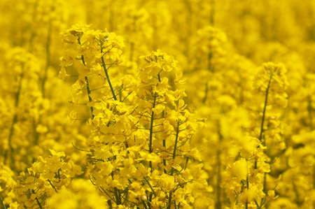 Flowers of rape on a yellow background