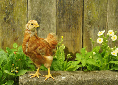 Red chicken hen outside standing at fence