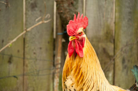 Red Rooster comb against the background of the fenceの写真素材