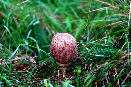 Parasol mushroom (Macrolepiota procera)の写真素材