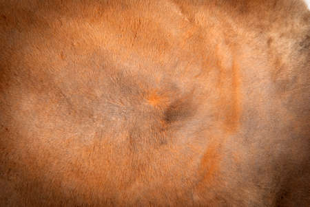 Typical fluffy brown kangaroo fur background texture.の写真素材