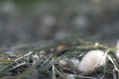 Gray backgraund and dandelion on springの写真素材
