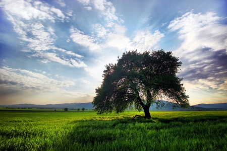 Tree on the fieldの写真素材