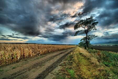 Tree on the fieldの写真素材