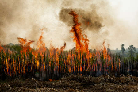 Sugarcane field burning in Thailandの写真素材