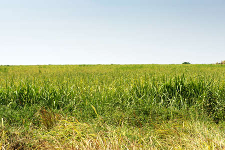 Agriculture field in Thailand