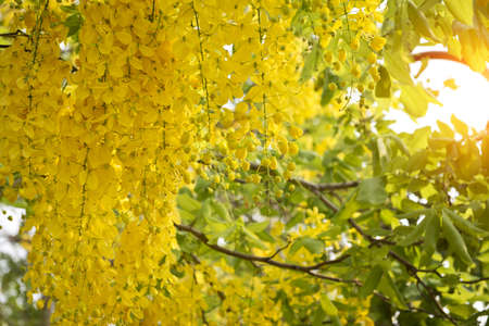 Golden shower(Cassia fistula) in Thailandの写真素材