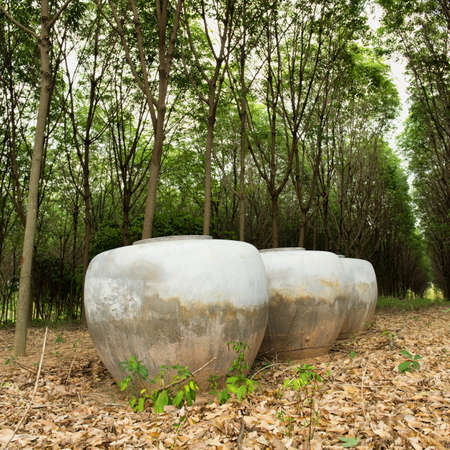 Aligned earthenware jar with used for water storage in rubber tree fieldの写真素材