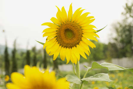 Sunflower in the mountain at Thailandの写真素材