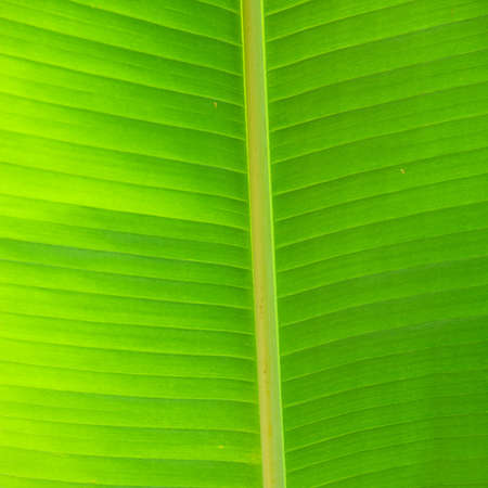 Banana leaf for background and textureの写真素材