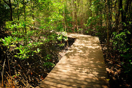 Wooden bridge in the forestの写真素材