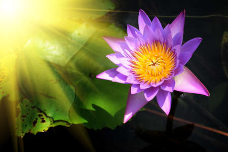 Purple lotus blossoms or water lily flowersの写真素材