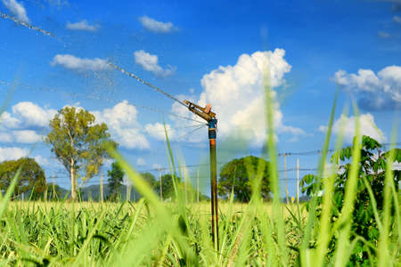 Sprinkler spraying water in the agriculture fieldの写真素材