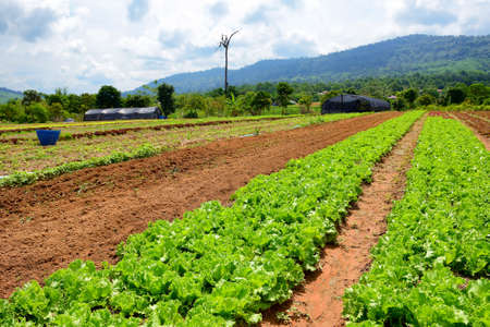 Growing organic vegetables in the fieldの写真素材