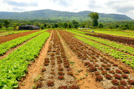Growing organic vegetables in the fieldの写真素材