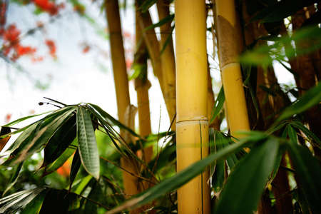 Yellow bamboo forestの写真素材