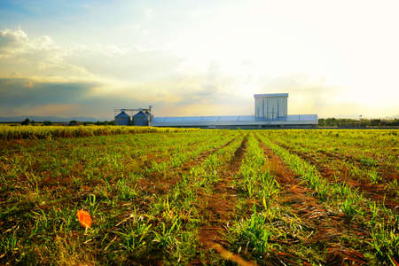 Agriculture factory with silo in the fieldのeditorial素材