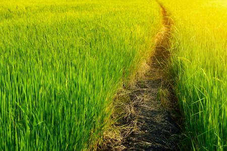 Walkway into green rice fieldの写真素材