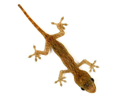 Baby lizard or geckoの写真素材