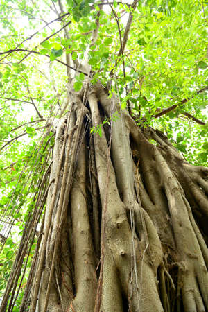 Tree roots textureの写真素材