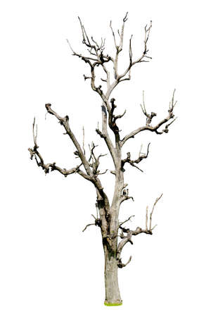 Dead tree isolated on white backgroundの写真素材