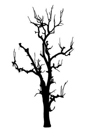 Dead tree in black colourの写真素材
