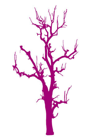 Dead tree in pink colourの写真素材