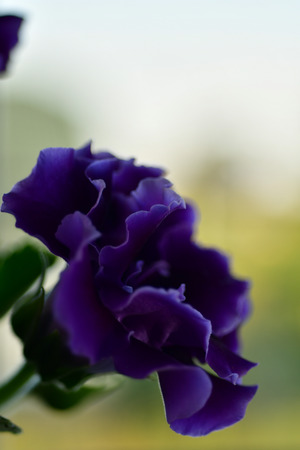 blue flower plant closeup photoの写真素材