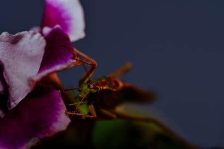 Close up of a locust. Insect photo - macro detail of a green locustの写真素材