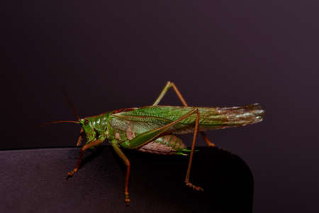 Close up of a locust. Insect photo - macro detail of a green locust