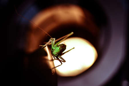 Close up of a locust. Insect photo - macro detail of a green locustの写真素材