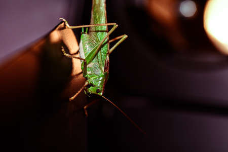 Close up of a locust. Insect photo - macro detail of a green locust
