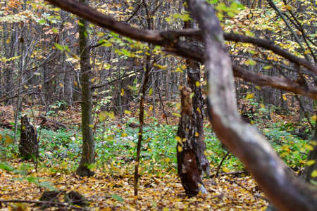 old rotten tree red maple oak moss in the forest, a dry tree fell