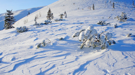 young alpine pine tree in the icy captivity of snow in the Carpathian mountains in Ukraineの写真素材