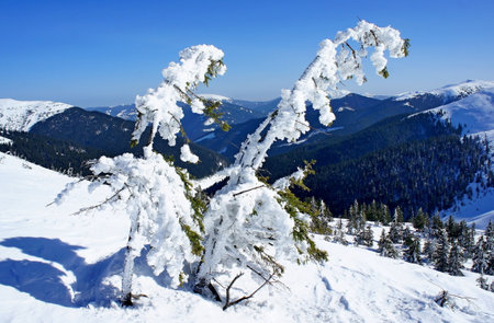 young spruce trees in the icy captivity of snow on the slopes of the Carpathian Mountains in Ukraineの写真素材