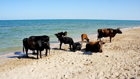 cows resting on the beach on the shores of the Sea of Azov. coast of the Sea of Azov, Ukraineの写真素材